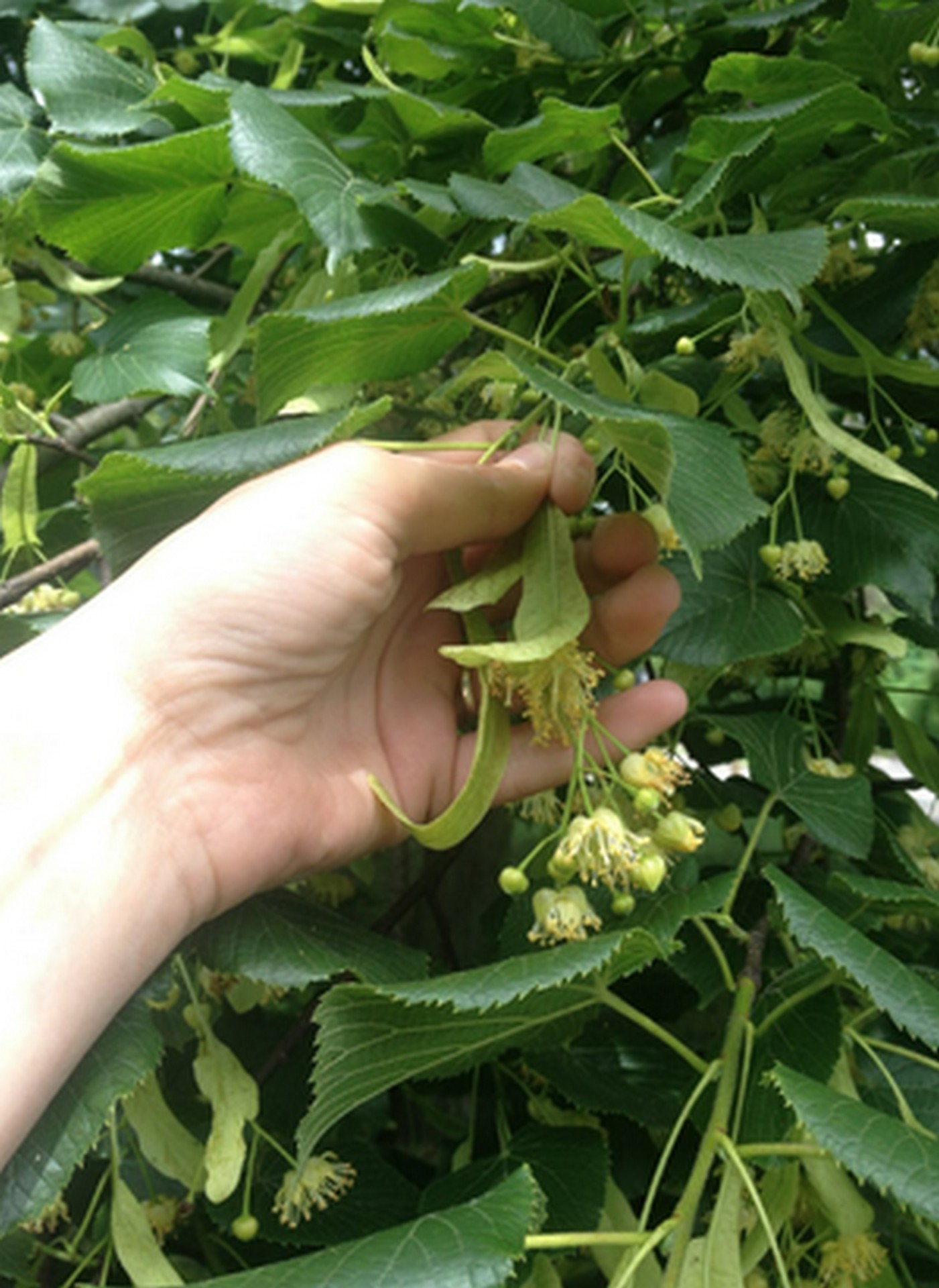 linden flower